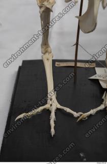 Photo Textures of Hen Skeleton